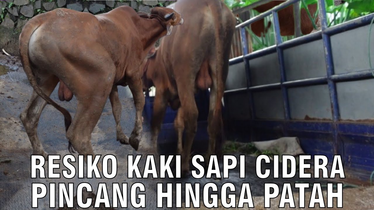 
                                 Resiko-Kaki-Sapi-Cidera-Pincang-Hingga-Patah